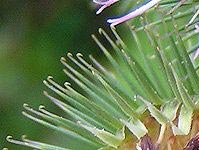 Tiny hooks on a Burdock